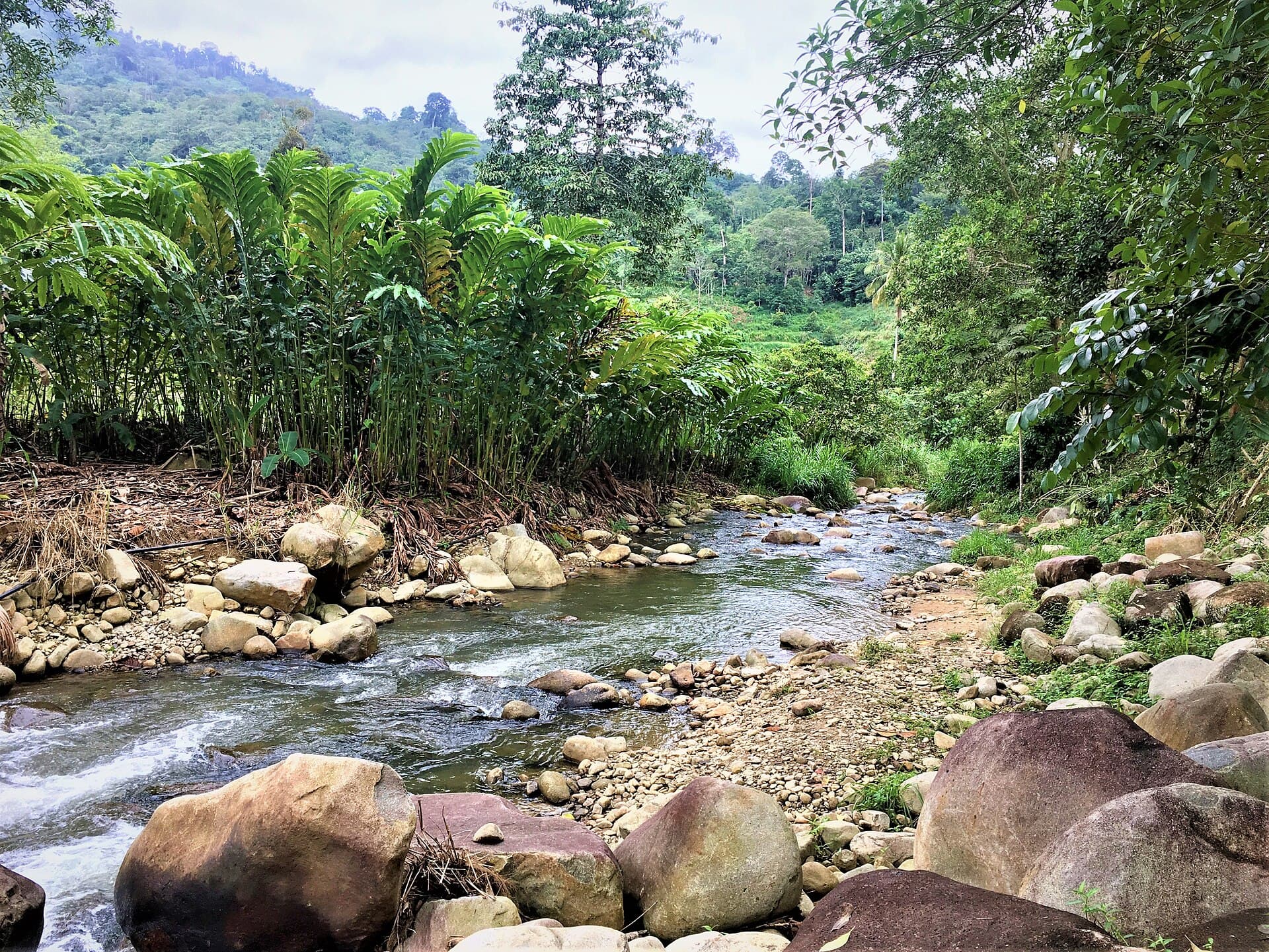 The Chemperoh River flowing over rocks through rainforest in Janda Baik, Pahang