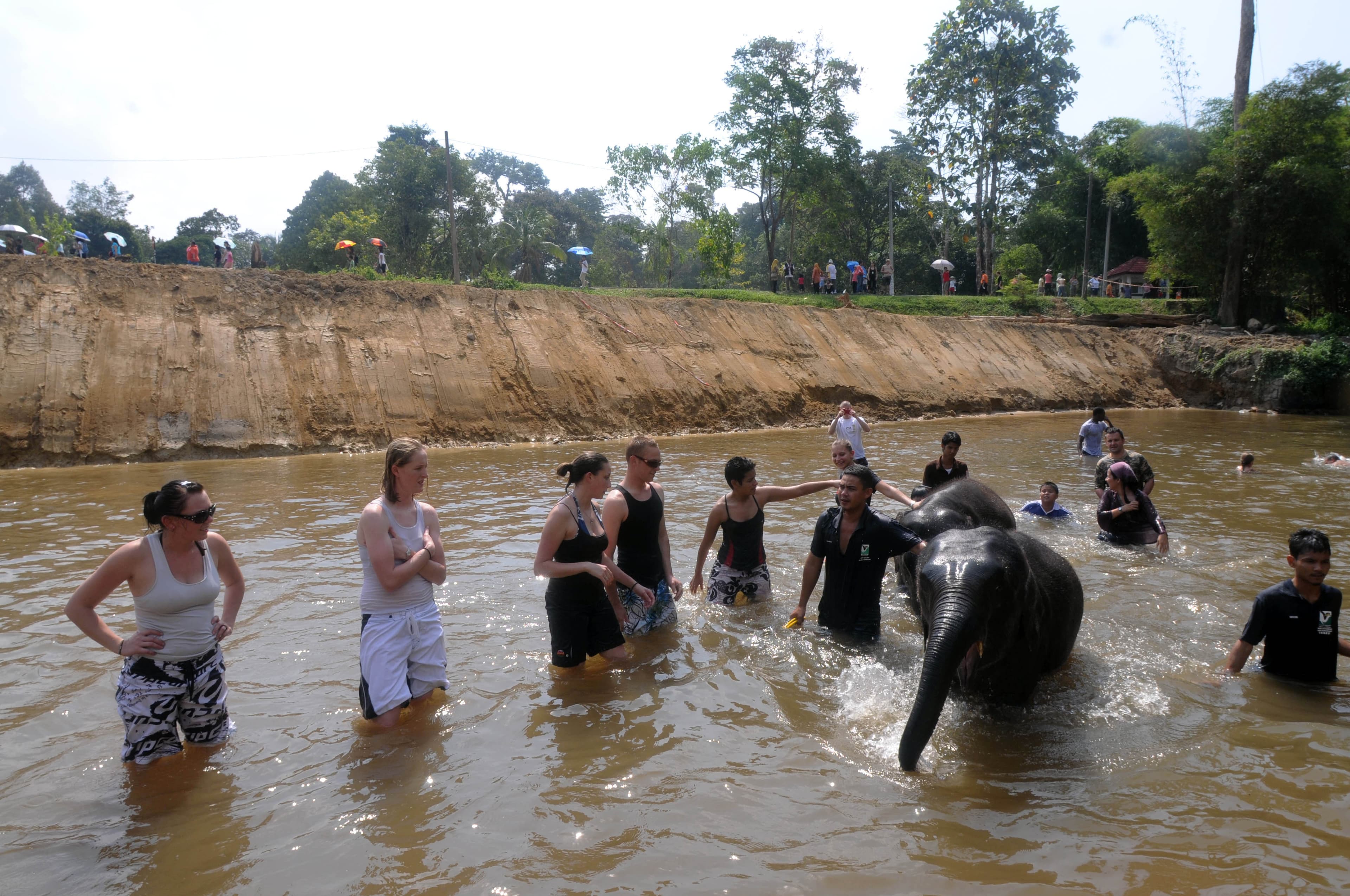 Tourists helping bathe Asian elephants at Kuala Gandah Elephant Sanctuary