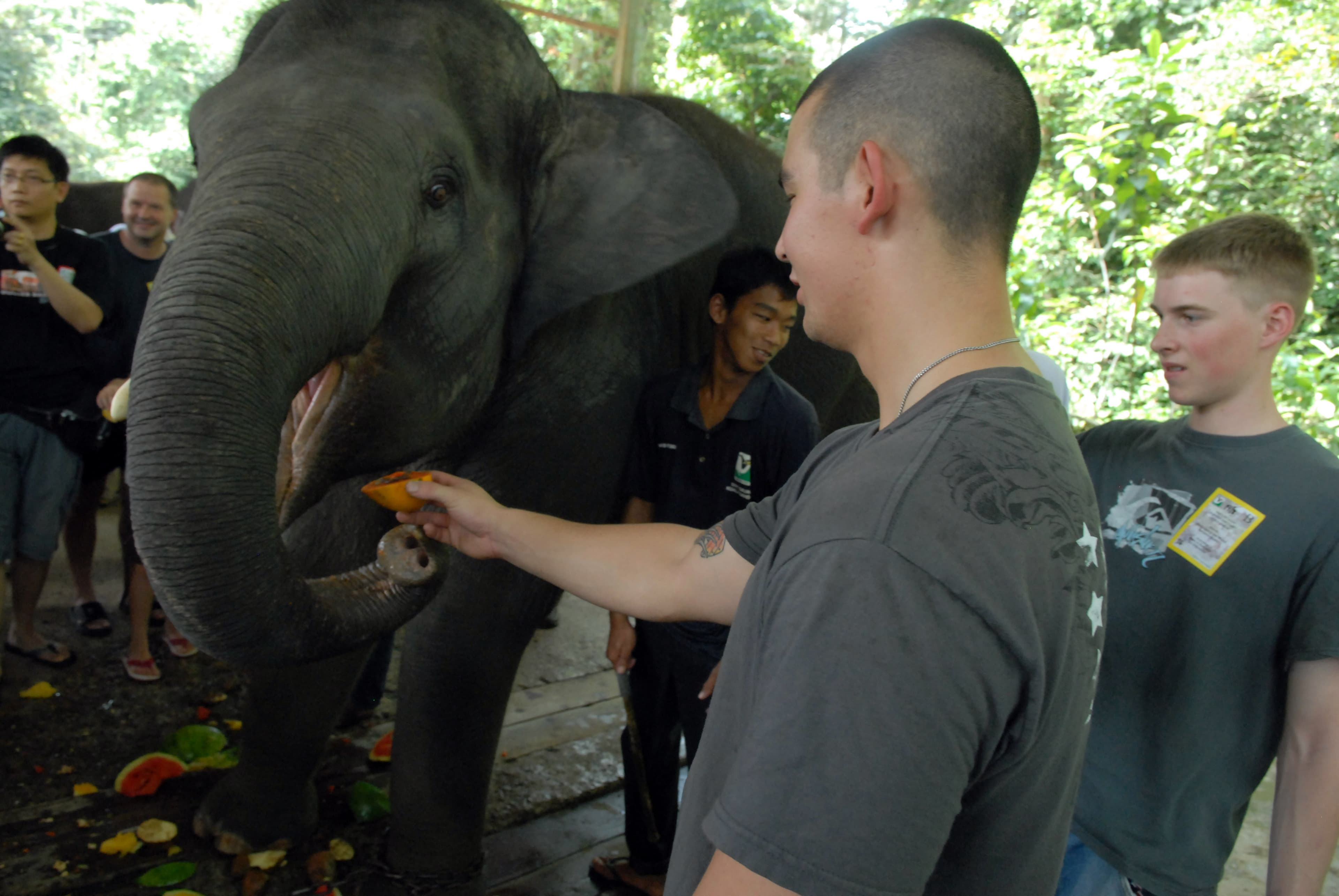 Visitors feeding an Asian elephant at Kuala Gandah Elephant Sanctuary